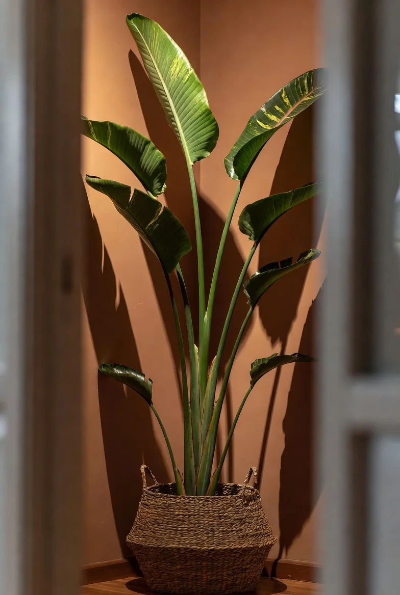 Plant It Like You Mean It